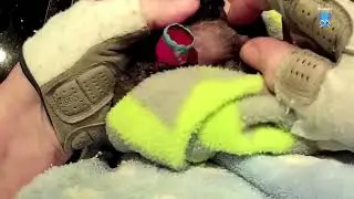Baby flying-fox in care day 2:  this is Dagwood