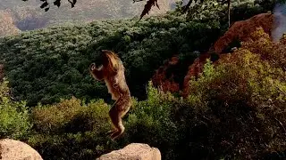 Atlas Monkeys or (Macaca sylvanus) (Atlas mountains Morocco)