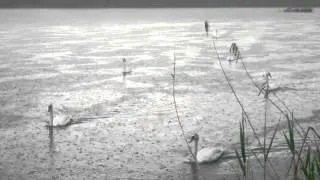 Swans and rain (6 Maggio 2012 - Trezzo sull'Adda)