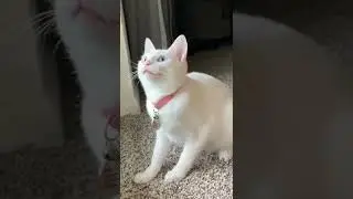 Funniest Cat 😺🐈 Video 😁😅 🐱🐈🐱🐈😸😁😄😀😃😁😄😃😀  #Shorts