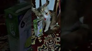 can you guys eating like this? & make some noise??? #piufamily #cat #cute #eating