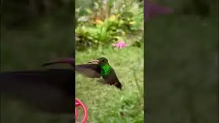 Hummingbird filmed in slow motion in the Andes Mountains Coffee Region in Colombia #birdphotography