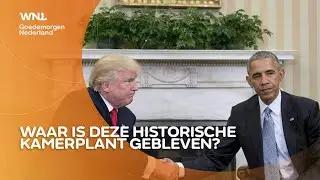 VS onthutst door vermiste presidenti&euml;le kamerplant: 'Trump heeft iets met goud'