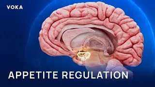 How Semaglutide Controls Appetite: Hypothalamus, GLP-1, and the Brain&ndash;Gut Axis in 3D