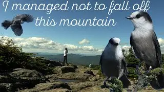Canada Jay:  A mile high bird