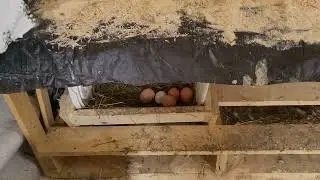 Am I doing it right? #coopcare #chickens #backyardanimals #nfld2026 #fresheggs 