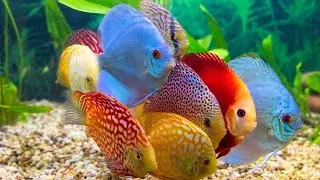 8 Makanan Ikan Discus Agar Cepat Besar Dan Warnanya Tambah Cerah