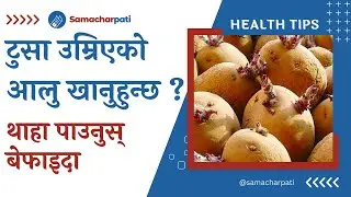 टुसा उम्रिएको आलु खानु स्वास्थ्यका लागि हानिकारक Samacharpati Health Tips
