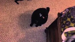Cat Trap Reality Check