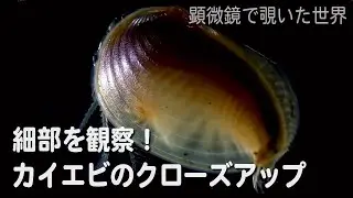 カイエビ(Caenestheriella gifuensis)♂（把握器などのクローズアップ動画）