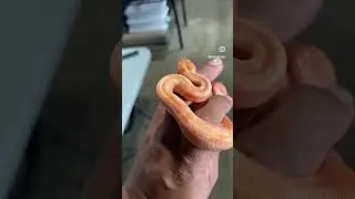 #animals #boa #boaconstrictor #boaconstrictors #boamorph #boas #animal #ballpython #pet #python
