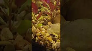 Another Mother!!! Blue Velvet Shrimp