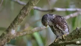 Costa Rican Pygmy Owl C