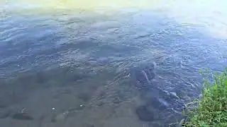 Río Teribe. Bocas del Toro.