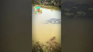 IT'S STILL A MYSTERY WHY THIS IS LIKE THIS #fishing #funny