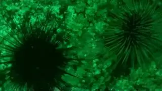 Cup Coral Collection Dive UW FHL