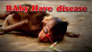 Pity Poor Baby Monkey Got Attacks By Dog, | BBC KH || Monkey Cute i love Monkeys