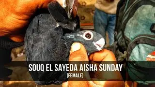 جوله داخل سوق السيده عائشه 🕊️ يوم الأحد وفرجه وأسعار الحمام الغزار والزينه والزاجل 💸