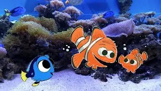 Relaxing Nemo clown fish and Dory Blue Tang Aquarium