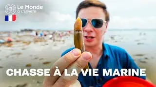 Comment chasser à la vie marine sur les rives de la mer Jaune? Le Monde à L'Envers