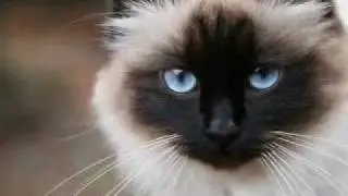 Kitties  =^o^=    For YOU 2306Punky