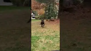 Calvin the Chocolate Lab learning to play fetch