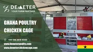 Efficient Poultry Farming in Ghana: Auto Chicken Cages for Maximum Production #ghanapoultrycage