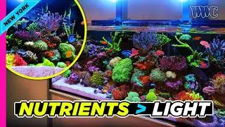 Nutrients Are Everything: The Secret Behind This Rich, Colorful Reef Tank