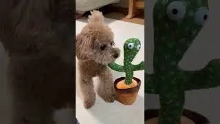 A barking dog was surprised by the toy #shorts #shortvideo #barking #funnyshorts #poodle #dogs #cute