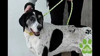 This 8-year-old pointer mix needs a home with an active family