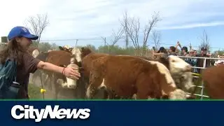 Who let the cows out?