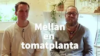 Epsomsalt i hydroponisk odling. Bra EC för växter. Optimal temperatur odling | Hemmaodlat