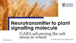 Neurotransmitter to plant signalling molecule: GABA advancing the salt stress tolerance in wheat