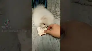 Шпиц Ириска