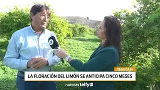 Floraci&oacute;n anticipada del lim&oacute;n verna en la Vega Baja