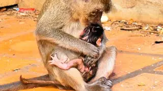 Young Mother Monkey Successfully Gives Birth to a Newborn Baby
