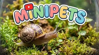Ốc S&ecirc;n Mimo Kh&aacute;m Ph&aacute; Khu Rừng | Minipets