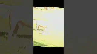 America bully xl