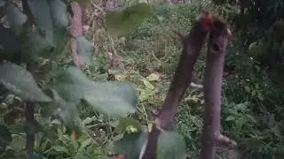 آفت درخت سیب (کرم خراط) 🍎🐛           Apple Tree Pest: Wood Borer Worm | 🍎