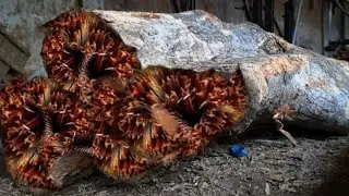 The Most Horrifying Moment!! Unexpected Happen While Sawing Crusty Wood at Sawmill