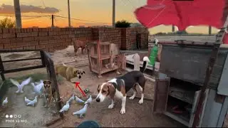 How to make pigeon trap at home | Pigeon trap has to be done