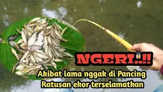 UMPAN TURUN LANGSUNG DI SIKAT MANCING WADER DAN UCENG DI SUNGAI BOYONG | Micro Fishing