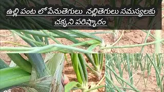 penu tegulu nivarana | onion crop | farming | cultivation | how to control thrips | in onion crop