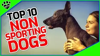 Top 10 Best Non-Sporting Dog Breeds: Your Perfect Companion Dogs 101