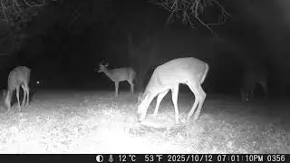 Archive Files of Trail Camera Compilation 20251013 H