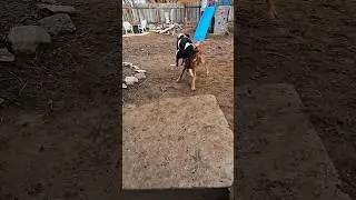 Передаю привет Уолту 🐶