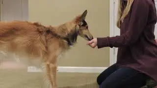 LEAVE IT! How-to train with silken windhound