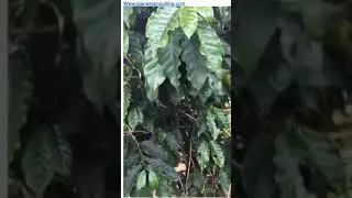 How the lack of September-November 2020 Brazil rain hurt the coffee crop