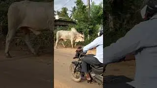 Ambothu #ongole bull