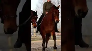 BEST HORSE TRAINING BUDDIES 🤎🥰 #shorts #humanhorseacademy #horsetrainer #neckrope #friends #horses
